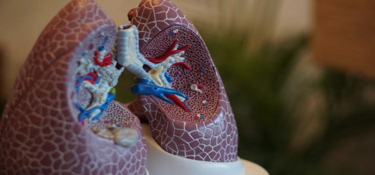 Model of human lungs